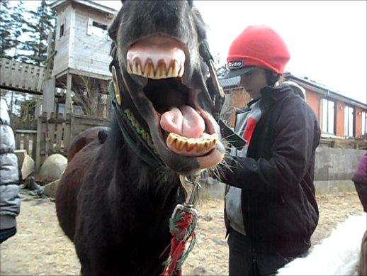 Welsh Pony af Cob-type (sec C) Fanny "Kommer til at savne dig" - Hehe! Fanny er træt:) billede 1
