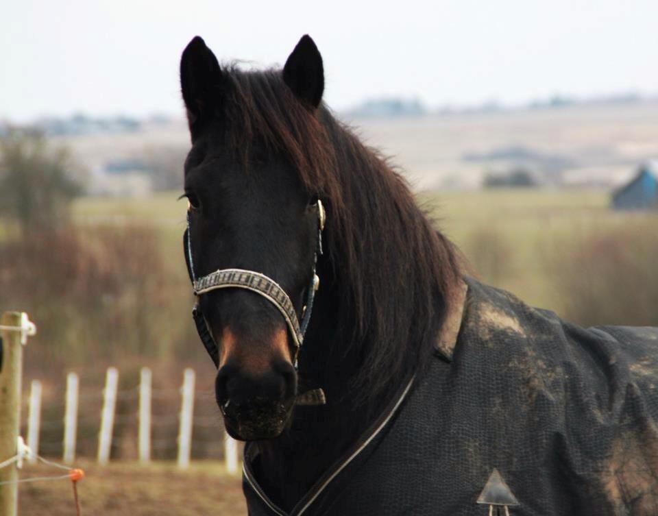 Anden særlig race thor billede 7
