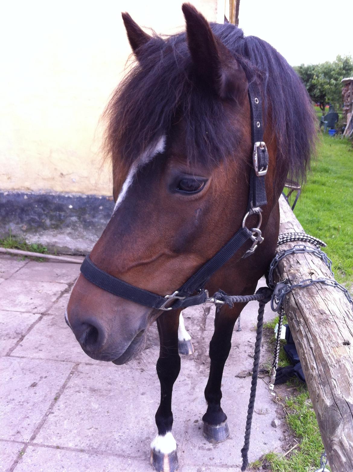 Anden særlig race Musse <3 billede 4