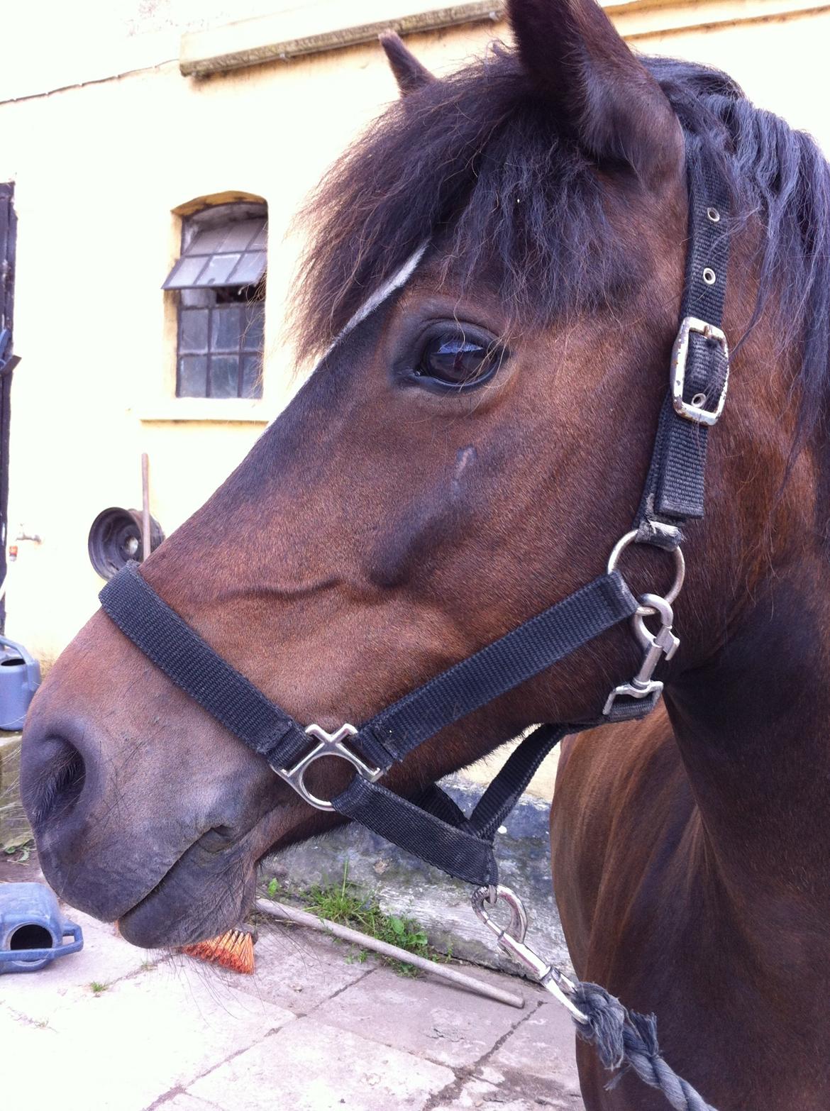 Anden særlig race Musse <3 billede 5