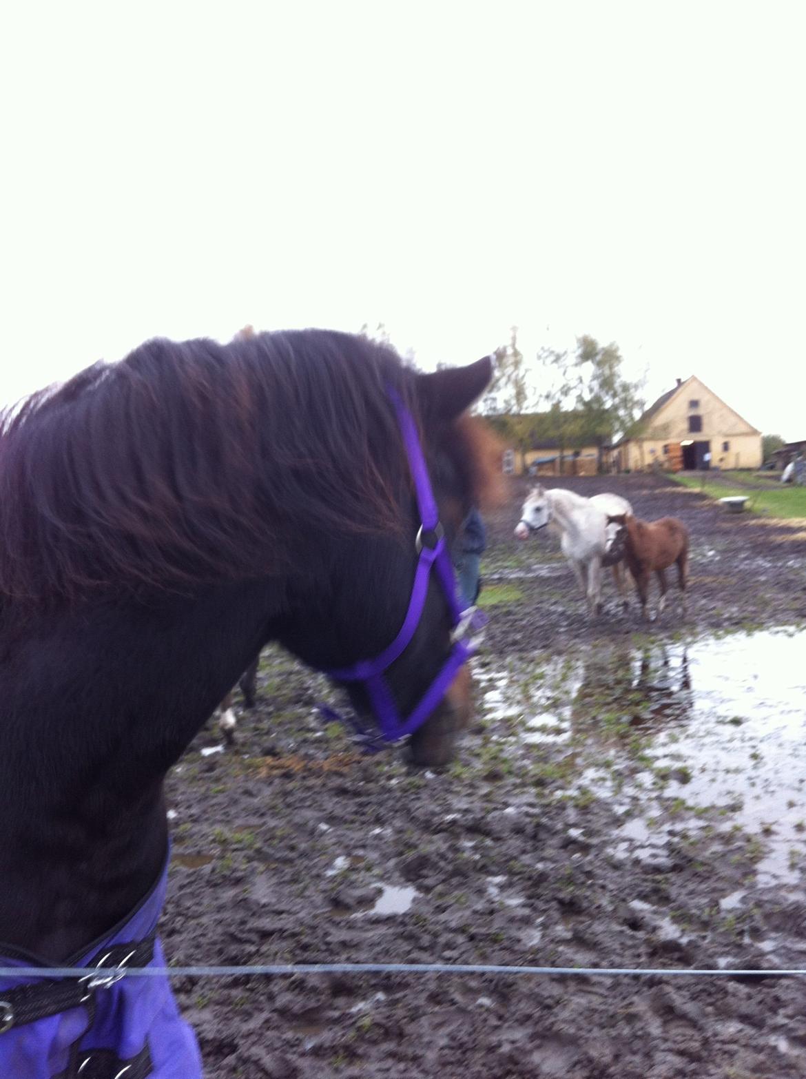 Anden særlig race Musse <3 billede 6