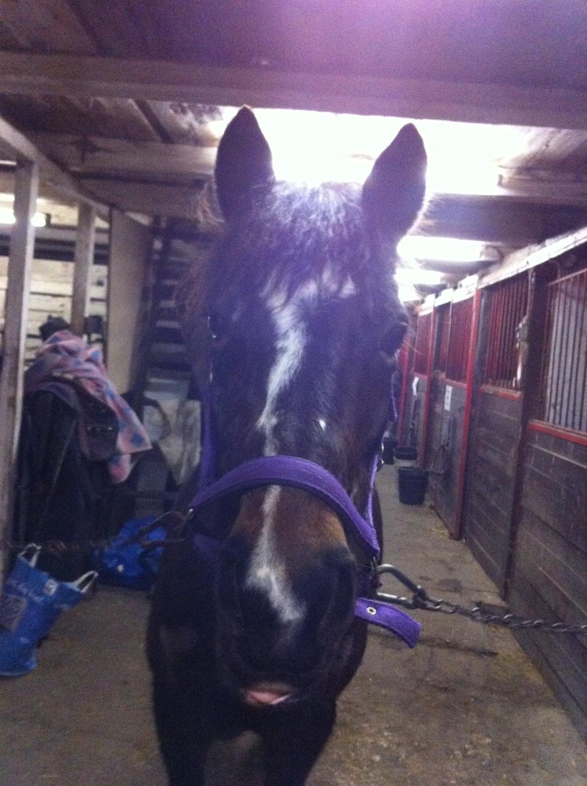 Anden særlig race Musse <3 billede 7