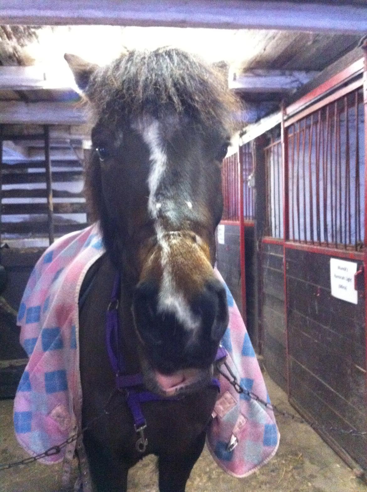 Anden særlig race Musse <3 billede 8