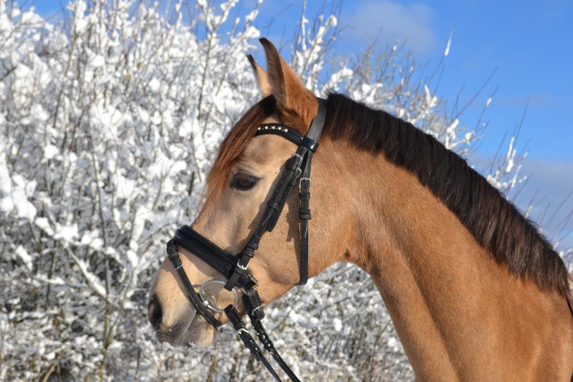 Anden særlig race penny lane - FLOTTE penny! billede 2