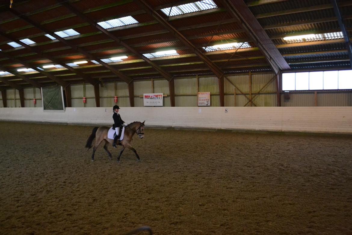 Anden særlig race penny lane billede 13