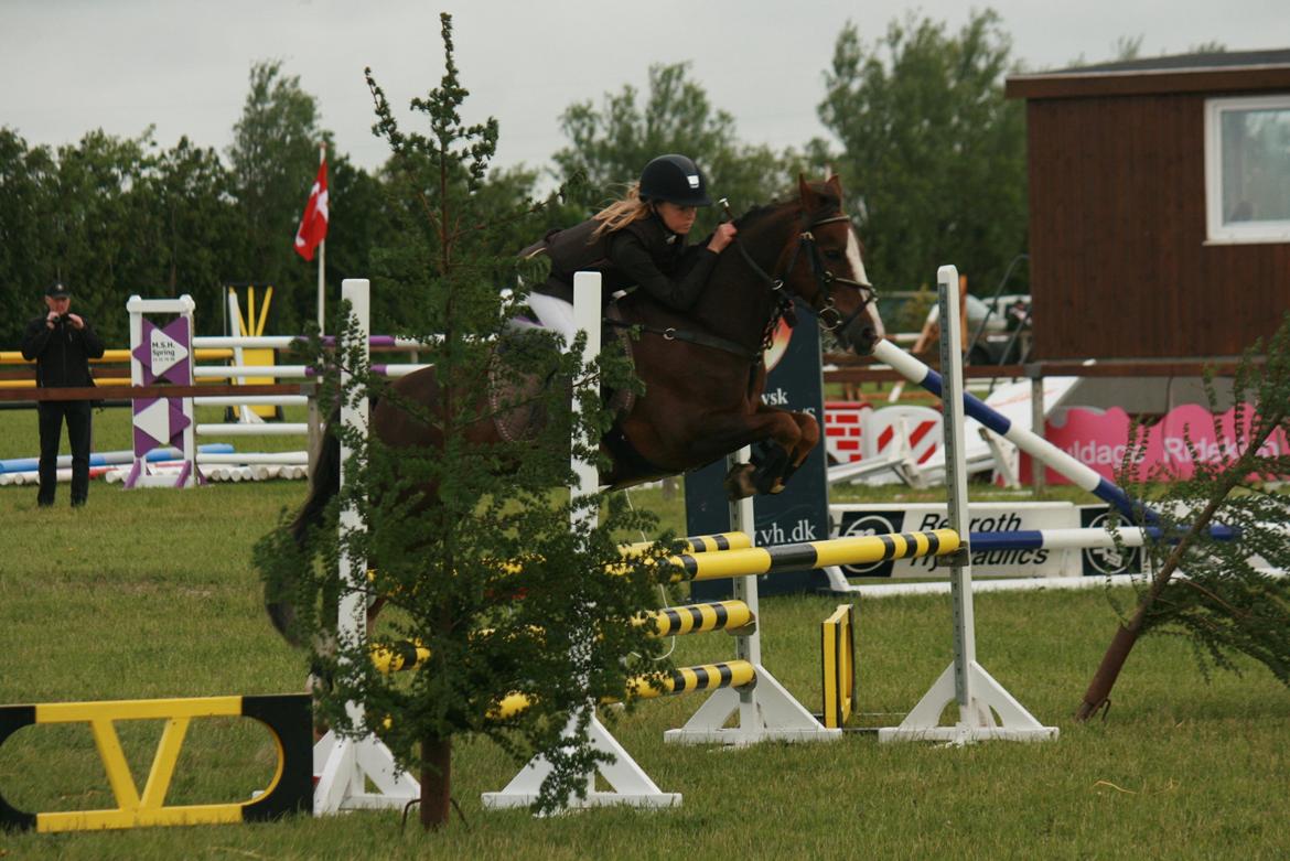 New Forest Marvin billede 16