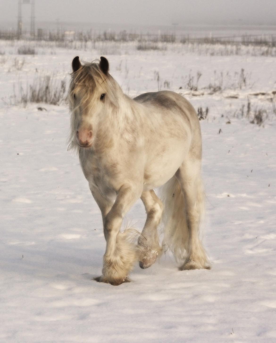 Irish Cob Johnatan billede 9