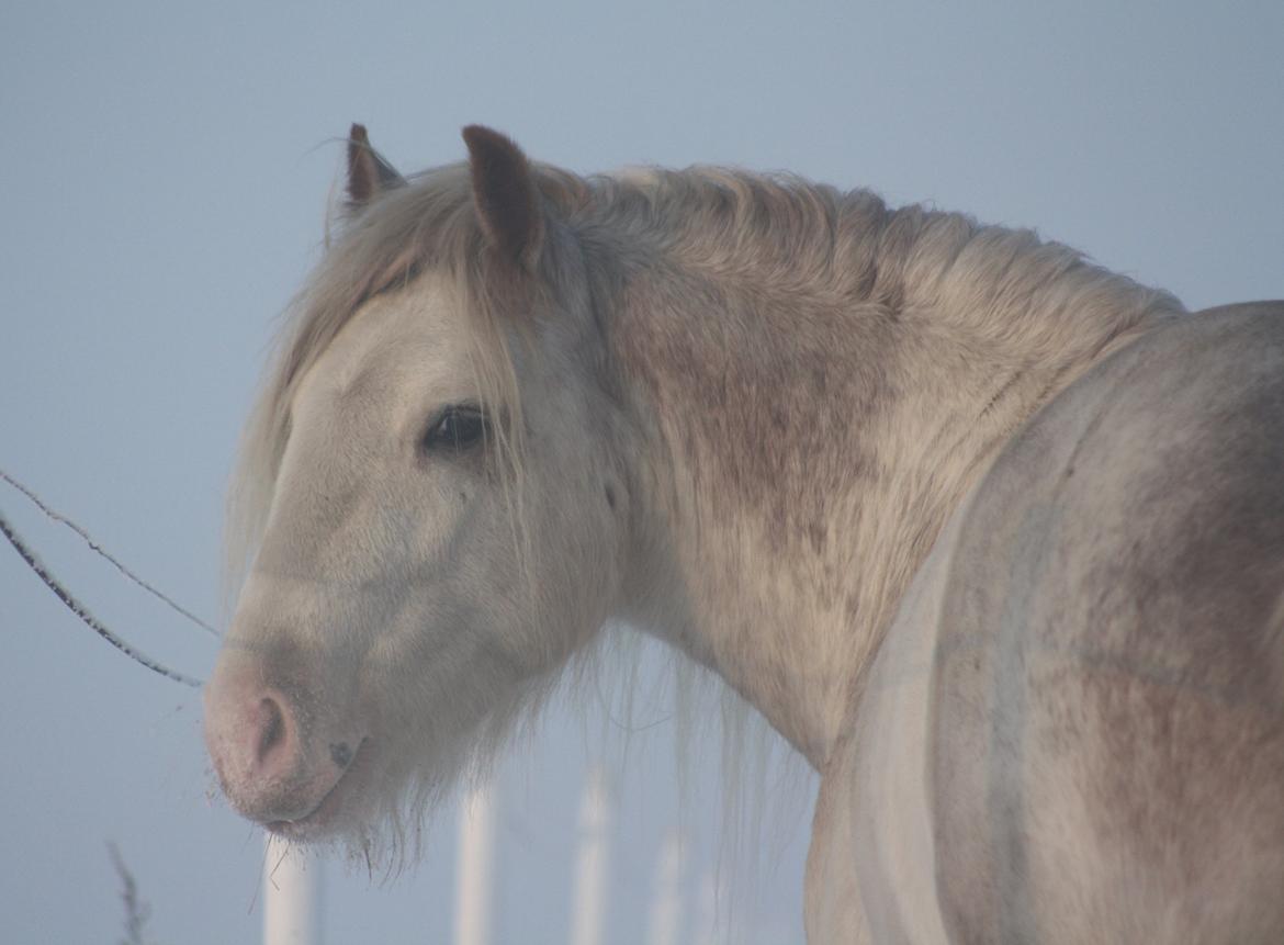 Irish Cob Johnatan billede 8