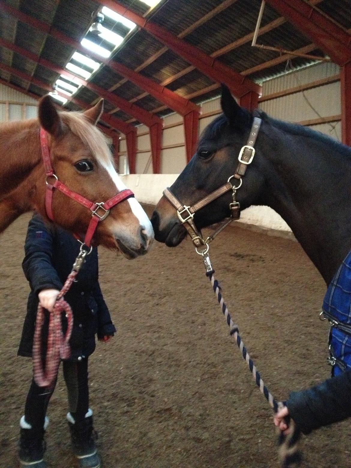 Tysk Sportspony Delphine aka. Delle.<3 - Delphine & Miss Arwen. <3 billede 9