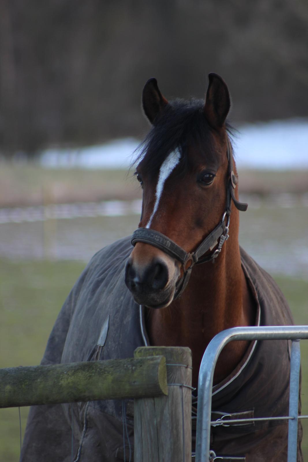 DSP RØGILD'S KILIMANJARO * B-Pony * - Jaro på fold vinter 2013 billede 19