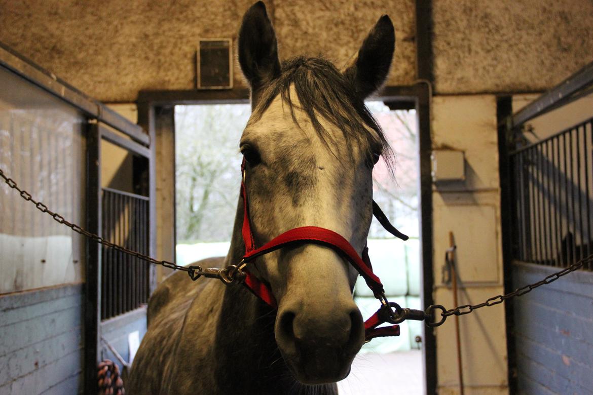 Anden særlig race Matcho - vinter dyr <3  billede 12