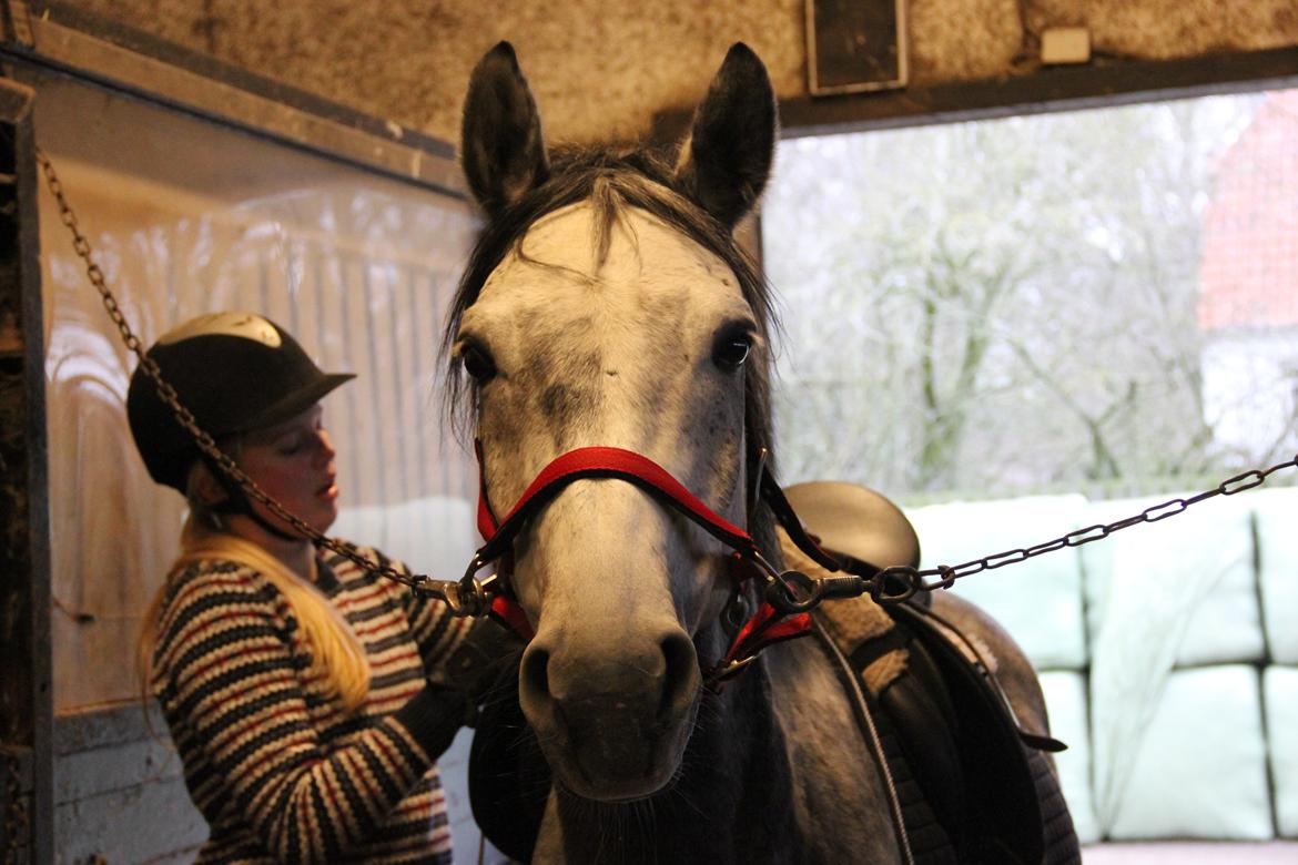 Anden særlig race Matcho billede 5