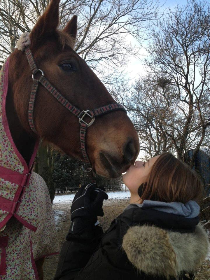 Anden særlig race Archellius *Stjernehest* - Foto: Emma Fuglkjær billede 6