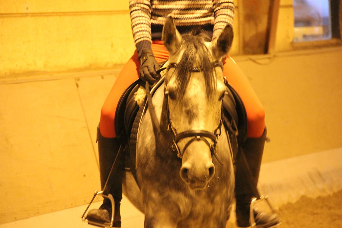 Anden særlig race Matcho billede 17