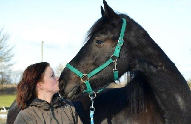 Barockpferd Ilano billede 21