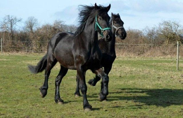 Barockpferd Ilano billede 22