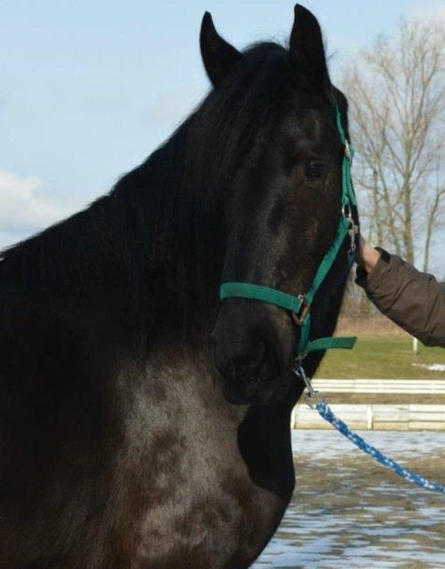 Barockpferd Ilano billede 23