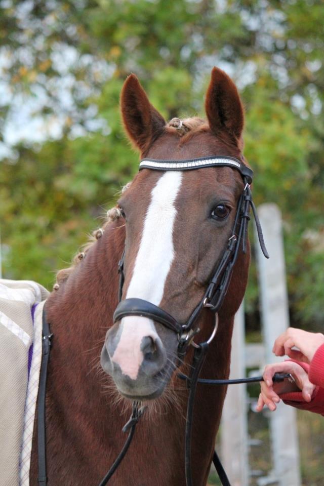 Tysk Sportspony Pasadina R.I.P - Smuk pony, som fik en anden plads i PRI <3 billede 10