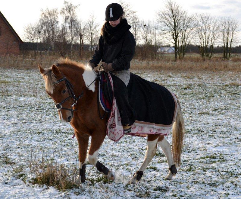 Pinto PRINS KASHMIR - Han er blevet så dejlig i dressuren ;-) Han går ikke under lod, og han bliver ikke rykket i munden. For det kunne jeg aldrig finde på at gøre  mod min hest ;-) billede 19