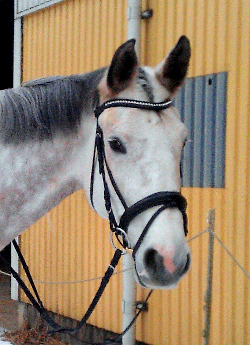 Holstener Zizi-Fidence by West RDS - Prinsessen <3 billede 8