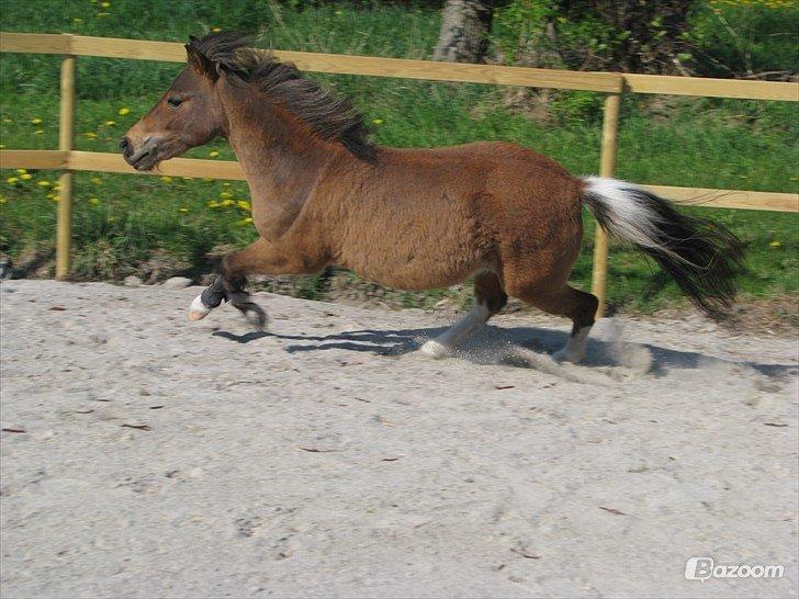 Miniature Søglimts Cheater Playboy billede 6