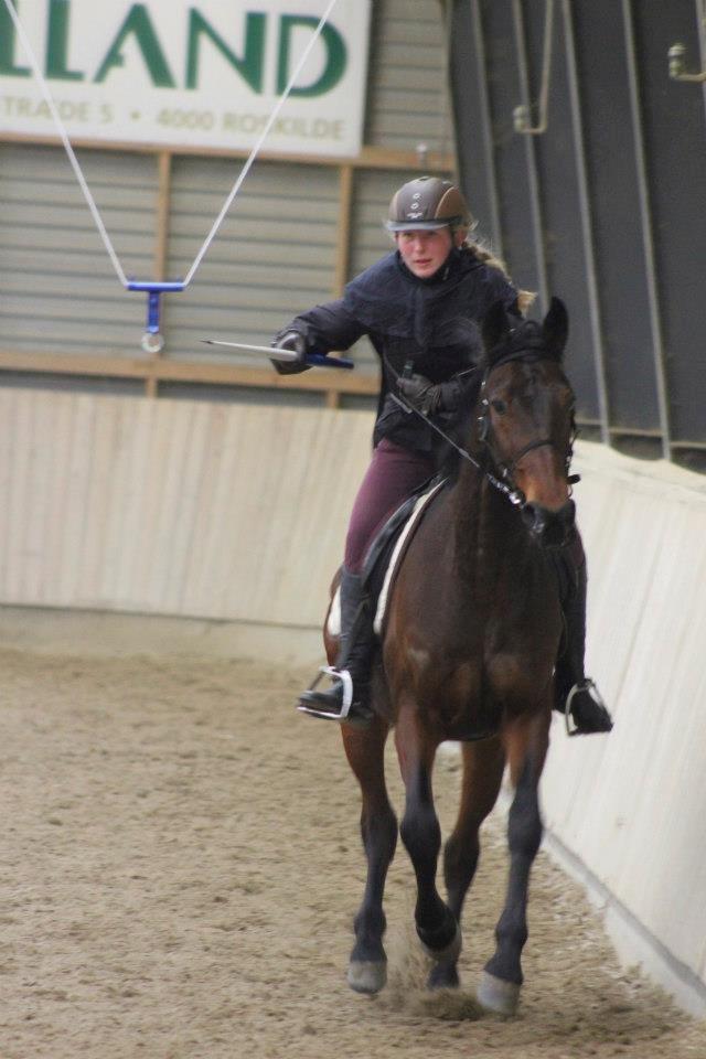 Traver Le Mans - Fastalavnsringridning med den sødseste - og mest happy - Manse <3 billede 3