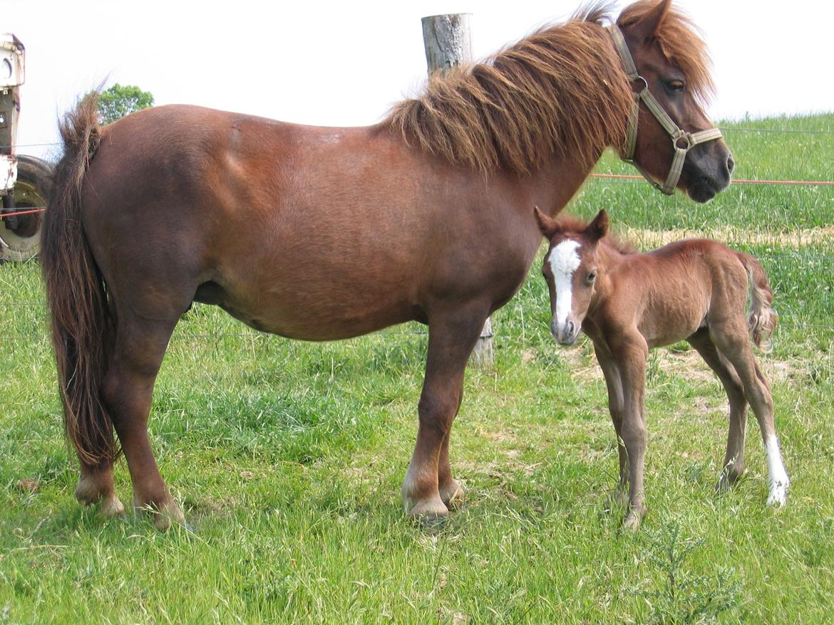 Shetlænder Mona - Mona med hendes 2.føl Cirkus 1 dag gammel billede 4