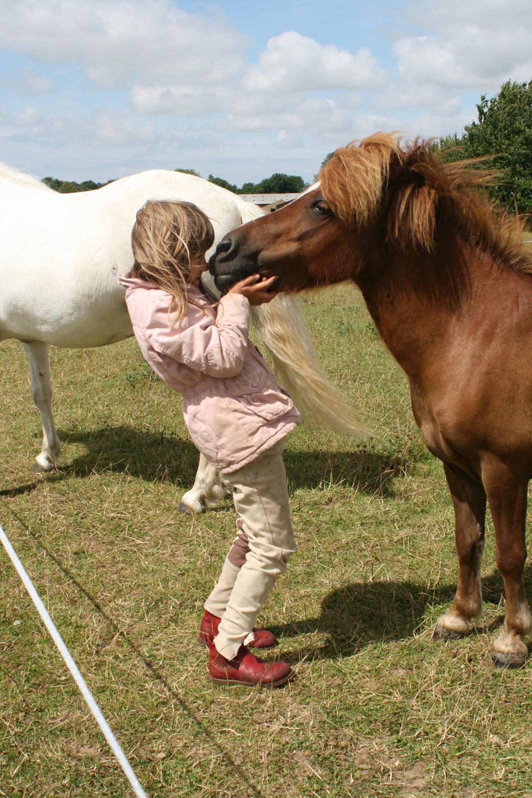 Shetlænder Mona - Dejligt med hygge på folden billede 7