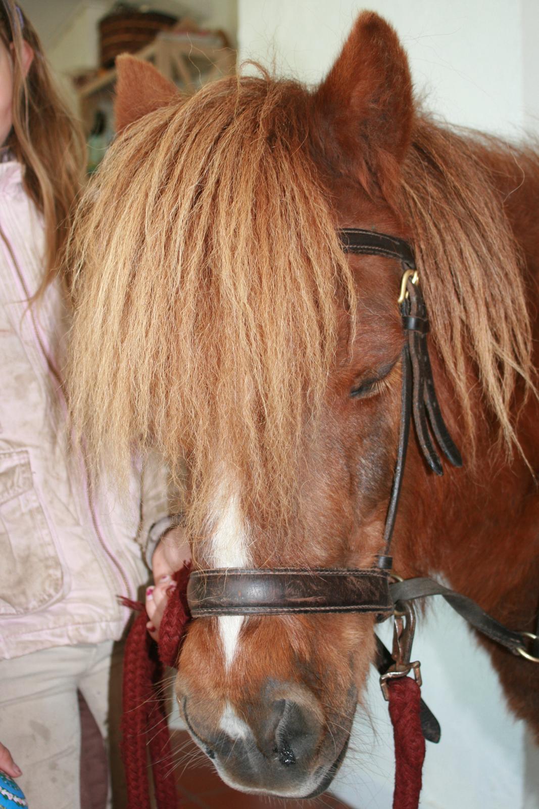 Shetlænder Mona - Af og til får Mona lov at komme ind i køkkenet til en godbid mmmmm.... billede 6