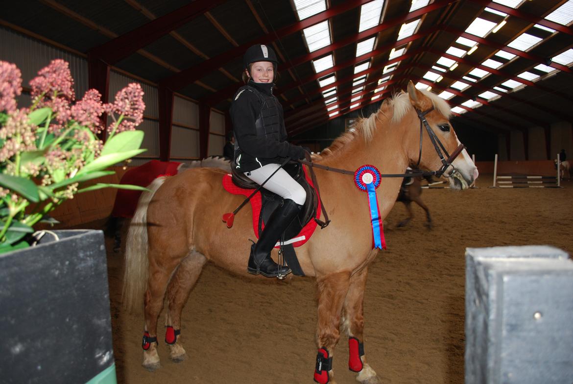 Haflinger Sissi - Sløjfespringstævne feb. 2013 billede 8