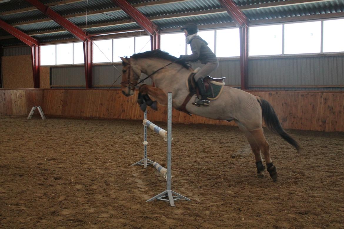 Anden særlig race Golden Guy *AKA Sune* - 100cm 
13.02.2013 billede 13