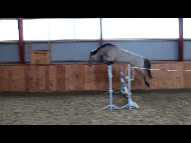 Anden særlig race Golden Guy *AKA Sune* - Spring: 130cm
Støtten: 150cm
24.02.2013 billede 14