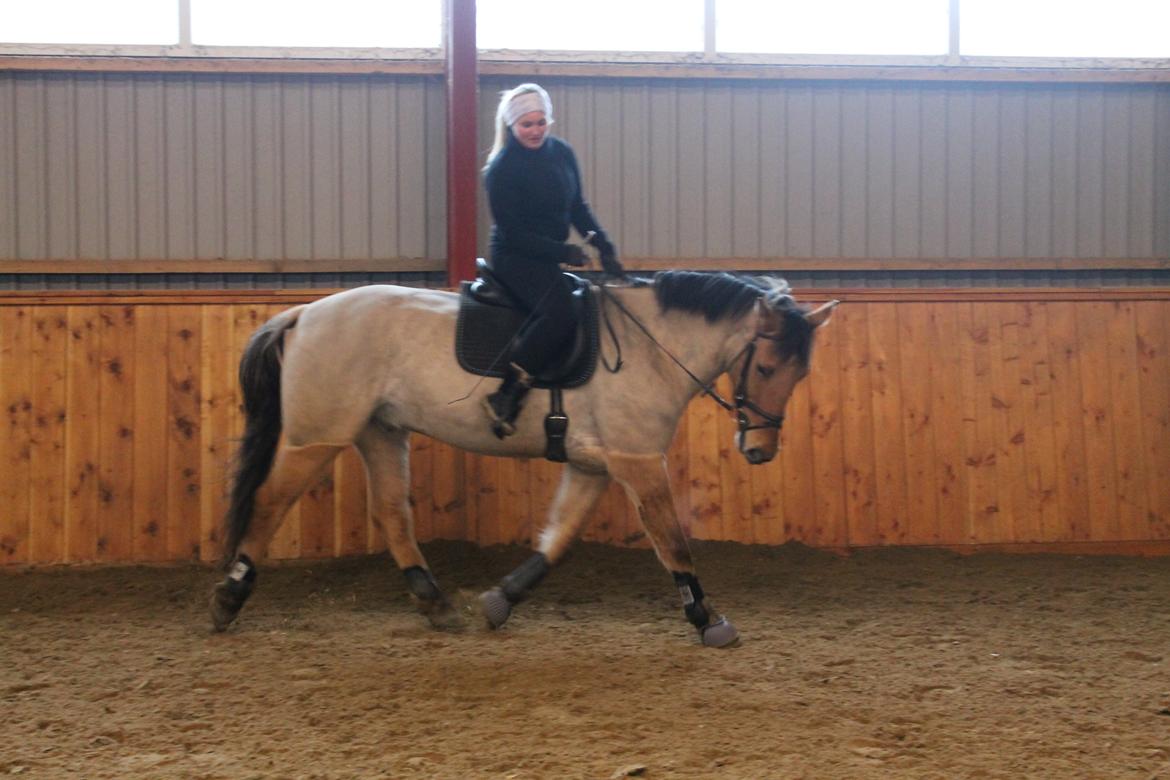 Anden særlig race Golden Guy *AKA Sune* - Dressur 14.02.2013 billede 7