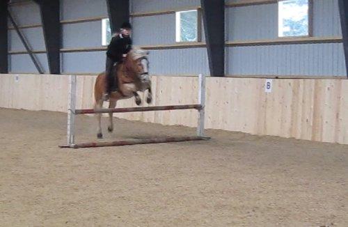 Haflinger Absalon billede 16