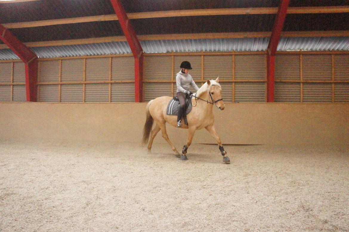 Palomino Gazia billede 12