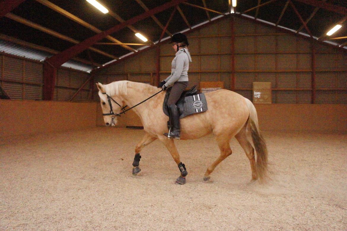 Palomino Gazia billede 13