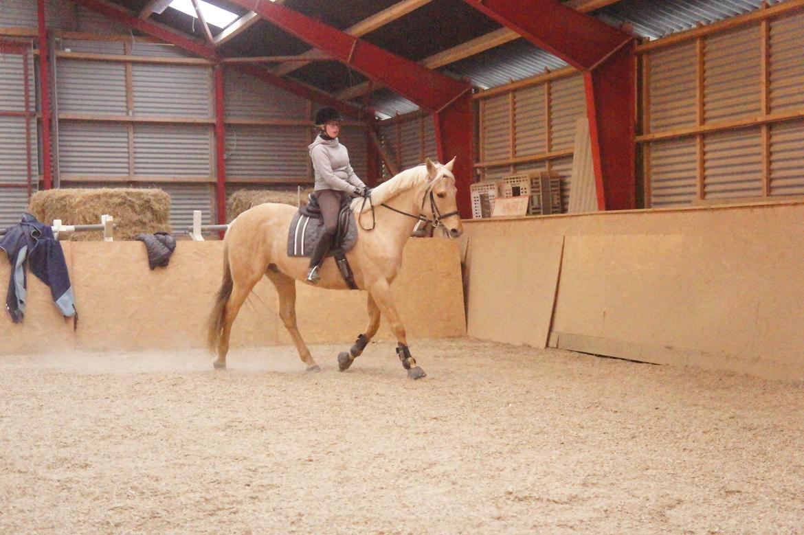 Palomino Gazia billede 14