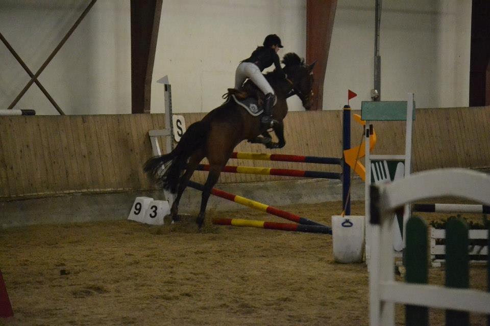 Svensk Varmblod Silent Garbo XX (SWE) billede 6