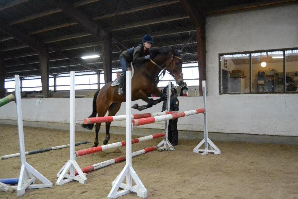 Svensk Varmblod Silent Garbo XX (SWE) billede 7