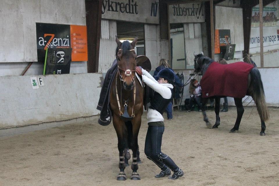 Svensk Varmblod Silent Garbo XX (SWE) billede 8