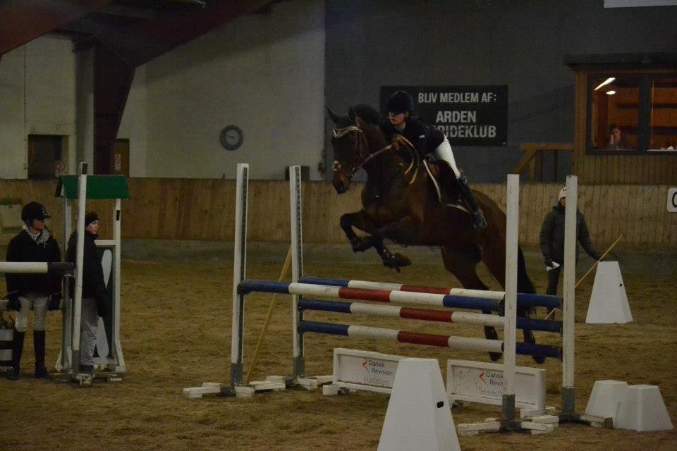 Svensk Varmblod Silent Garbo XX (SWE) - LB2** på H billede 9