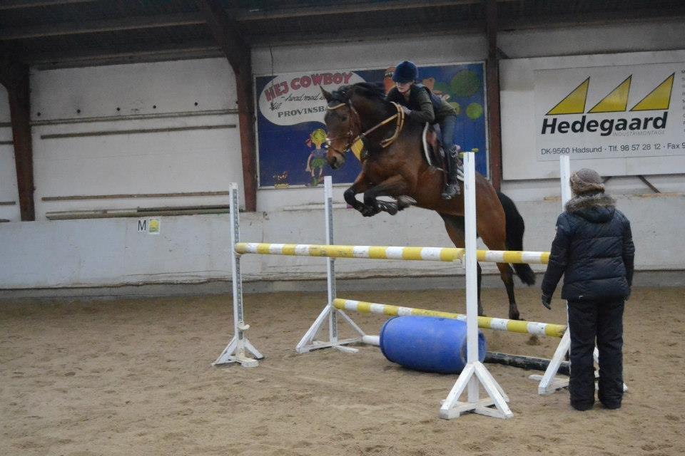 Svensk Varmblod Silent Garbo XX (SWE) - træning v. Lone Kromann billede 10