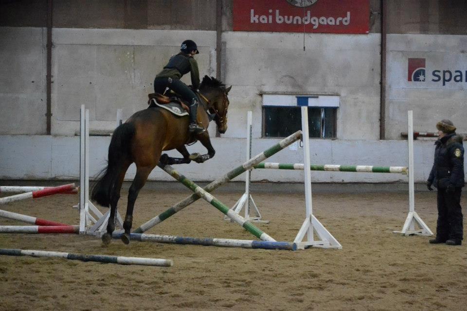 Svensk Varmblod Silent Garbo XX (SWE) billede 11