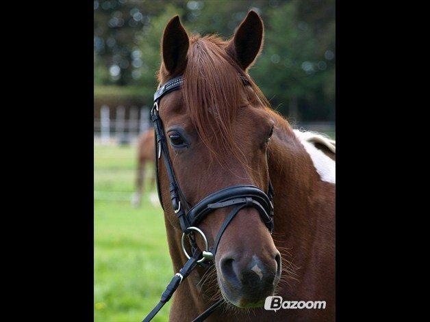 Pinto My Rosenkvist billede 12