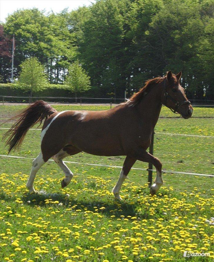 Pinto My Rosenkvist billede 9