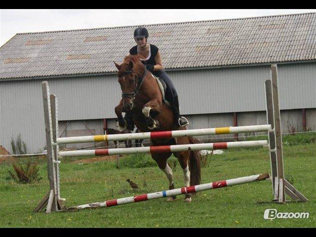 Pinto My Rosenkvist billede 19