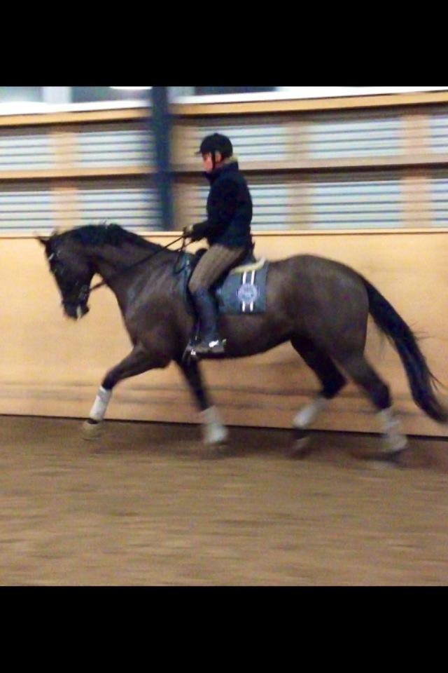 Dansk Varmblod Avalant billede 19