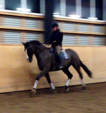 Dansk Varmblod Avalant billede 22