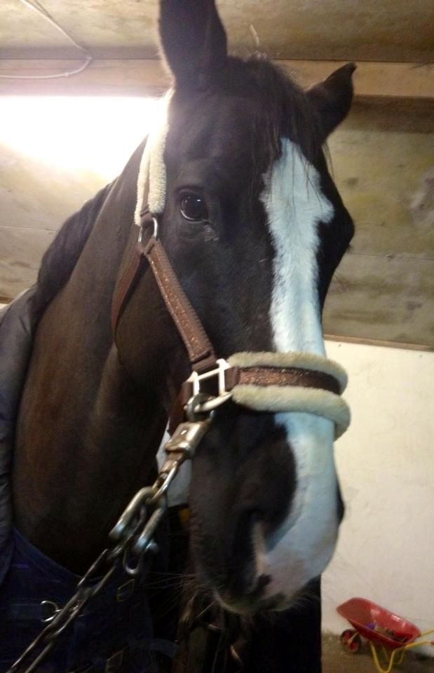 Dansk Varmblod Avalant billede 26