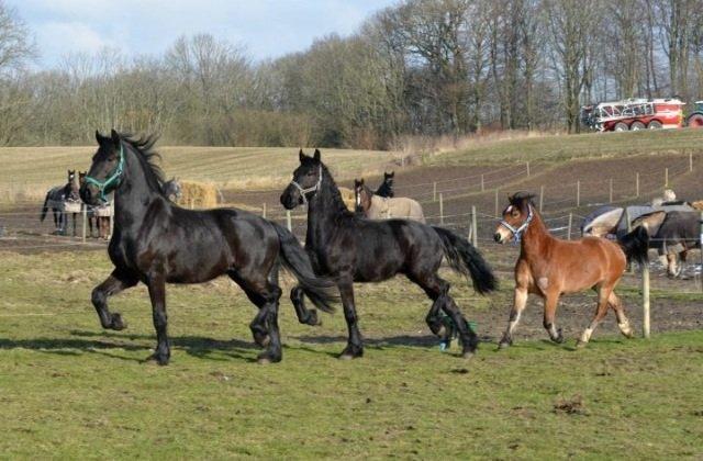 Barockpferd Ilano billede 24